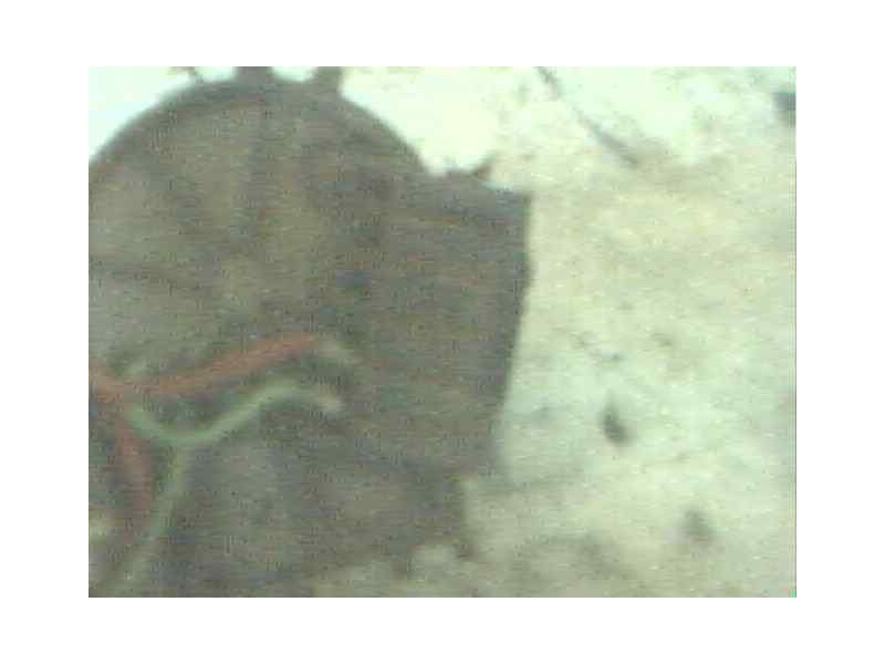 Recambio de motor limpia delantero para audi 80/90 (893) referencia OEM IAM   