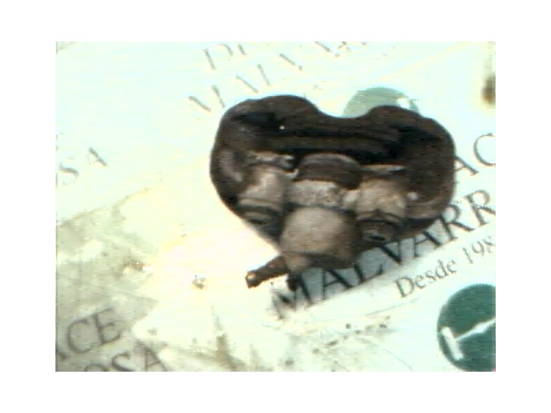 Recambio de pinza freno delantera derecha para renault 19 hatchback (b/c53) 1.9 diesel referencia OEM IAM   