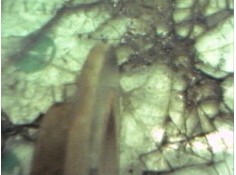 Recambio de disco freno delantero para nissan micra (k11) l referencia OEM IAM    2