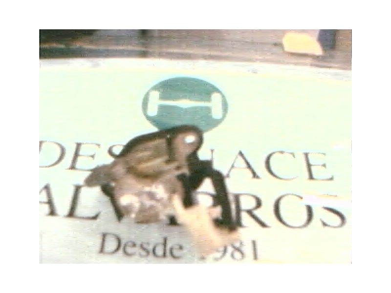 Recambio de maneta porton para opel astra f berlina gl referencia OEM IAM   