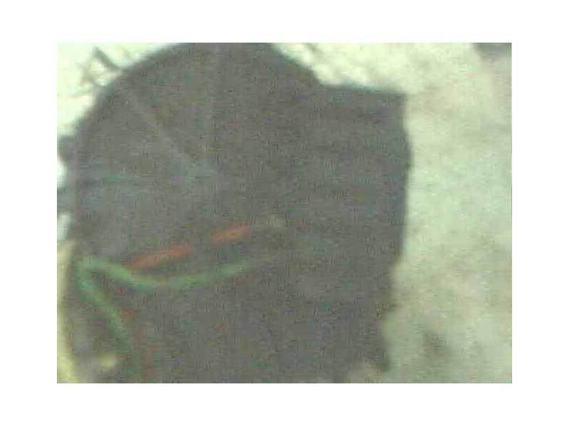 Recambio de motor limpia delantero para audi 80/90 (893) 1.6 diesel (jk) referencia OEM IAM   