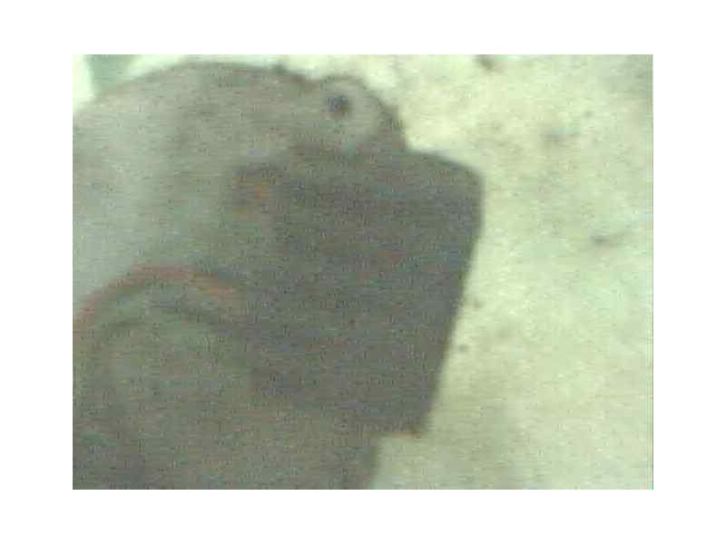 Recambio de motor limpia delantero para audi 80/90 (893) referencia OEM IAM   