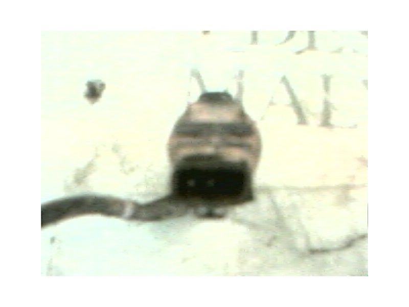 Recambio de bomba limpia para toyota mr 2 roadster (w30) 1.8 referencia OEM IAM   