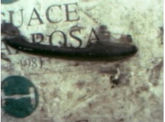 Recambio de maneta exterior trasera derecha para seat ibiza (6k1) 1.9 sdi referencia OEM IAM    2