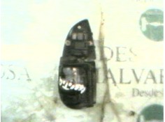 Recambio de mando elevalunas trasero derecho para jaguar xj 3.2 executive referencia OEM IAM    2