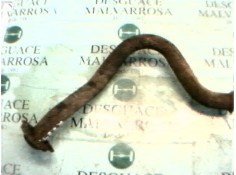 Recambio de salida colector para renault 19 hatchback (b/c53) 1.9 diesel referencia OEM IAM   