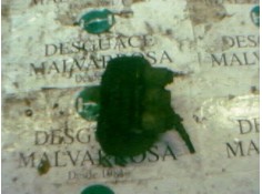 Recambio de pinza freno delantera derecha para renault rapid/express (f40) 1.6 diesel referencia OEM IAM    2