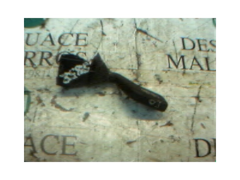 Recambio de mando limpia para opel corsa b edition 2000 referencia OEM IAM   