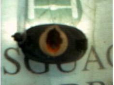 Recambio de piloto lateral derecho para hyundai atos (em) 1.1 comfort referencia OEM IAM    2