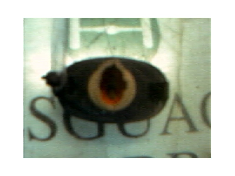 Recambio de piloto lateral derecho para hyundai atos (em) 1.1 comfort referencia OEM IAM   