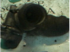 Recambio de termostato para fiat talento (269) furgoneta, caja abierta referencia OEM IAM    2