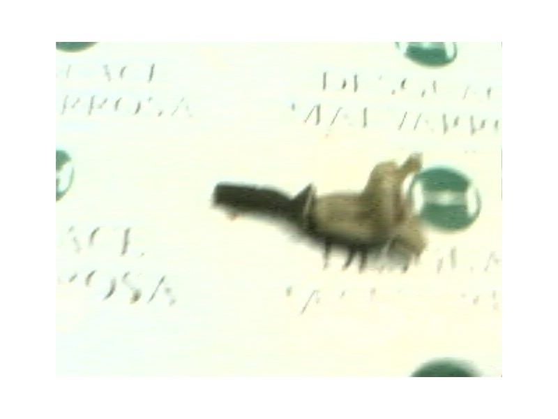 Recambio de mando limpia para ford mondeo berlina/familiar (fd) clx berlina referencia OEM IAM   