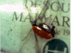 Recambio de piloto lateral derecho para hyundai atos prime (mx) gls referencia OEM IAM    2