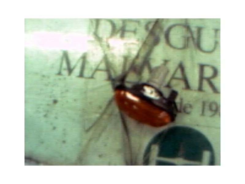 Recambio de piloto lateral derecho para hyundai atos prime (mx) gls referencia OEM IAM   