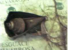 Recambio de soporte motor delantero para volvo serie 850 referencia OEM IAM    2