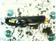 Recambio de piloto delantero derecho para chrysler 300 m (lr) 2.7 v6 referencia OEM IAM 4805140   2