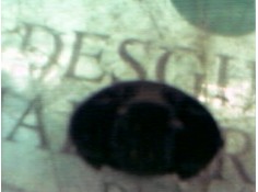 Recambio de modulo electronico para ford escort berl./turnier 1.6 16v cat referencia OEM IAM    2