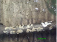 Recambio de brazo suspension inferior trasero derecho para alfa romeo 166 2.4 jtd referencia OEM IAM    2