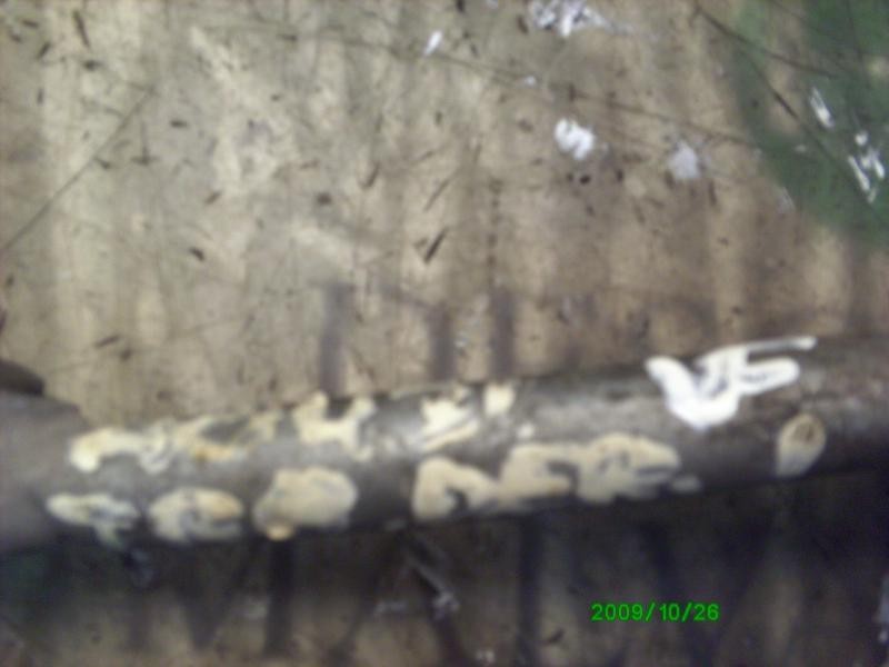 Recambio de brazo suspension inferior trasero derecho para alfa romeo 166 2.4 jtd referencia OEM IAM   