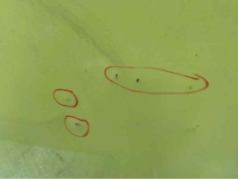 Recambio de puerta trasera derecha para fiat doblo 1.3 16v jtd cat referencia OEM IAM 51974884  