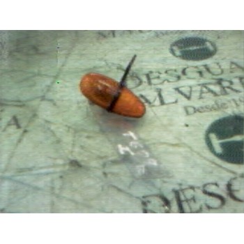 PILOTO LATERAL IZQUIERDO 