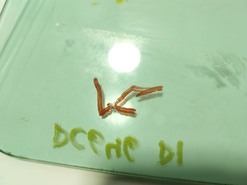 Recambio de cristal puerta delantero izquierdo para peugeot 308 1.6 16v referencia OEM IAM   