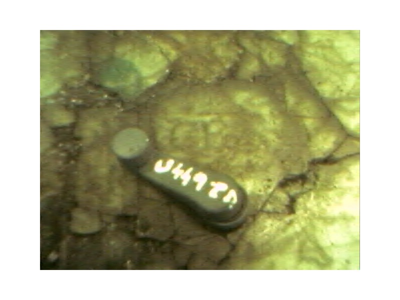 Recambio de maneta elevalunas trasera derecha para skoda fabia (6y2/6y3) classic referencia OEM IAM   