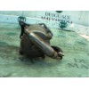 Recambio de depresor freno / bomba vacio para renault rapid/express (f40) 1.6 diesel referencia OEM IAM   