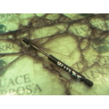 AMORTIGUADORES MALETERO / PORTON 