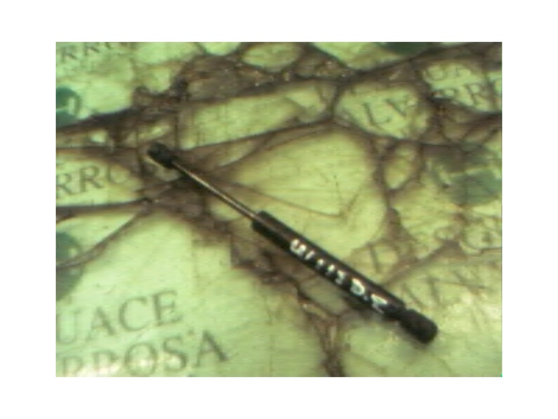 Recambio de amortiguadores maletero / porton para volkswagen bora berlina (1j2) conceptline referencia OEM IAM   