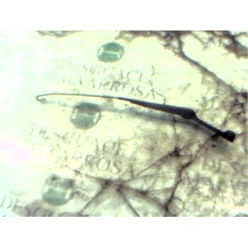 BRAZO LIMPIA DELANTERO IZQUIERDO 