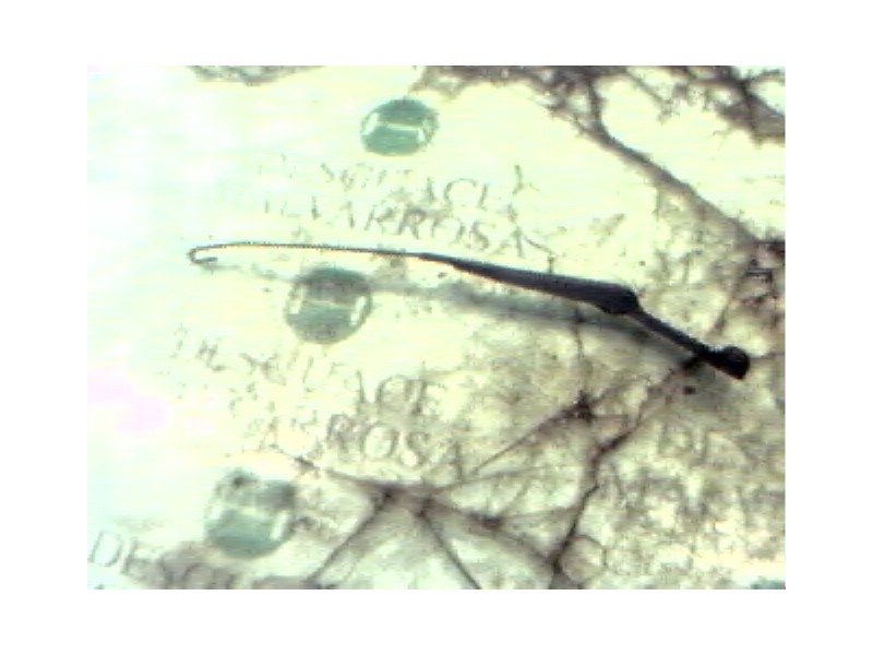 Recambio de brazo limpia delantero izquierdo para seat toledo (1l) magnus referencia OEM IAM   