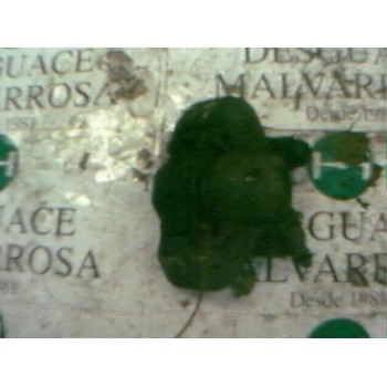 PINZA FRENO DELANTERA IZQUIERDA 